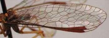 Media type: image; Entomology 10758   Aspect: wing